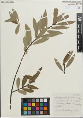 Foto von Salix pellita (Andersson) Bebb